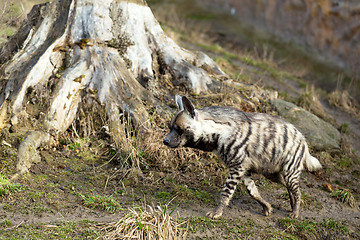 Image showing Striped hyena (Hyaena hyaena)