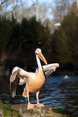 Image showing rare Spot-billed pelican, Pelecanus philippensisin