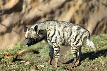 Image showing Striped hyena (Hyaena hyaena)