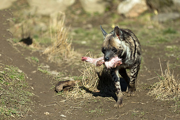 Image showing Striped hyena (Hyaena hyaena)