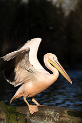 Image showing rare Spot-billed pelican, Pelecanus philippensisin