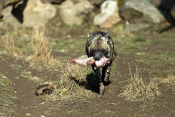 Image showing Striped hyena (Hyaena hyaena)