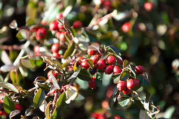 Image showing background with red gaultheria