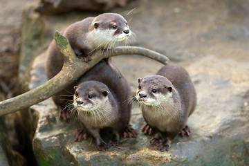 Image showing European otter (Lutra lutra)