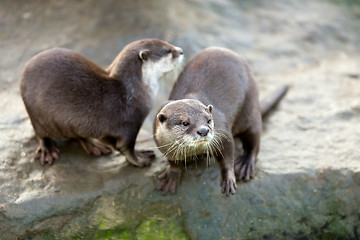 Image showing European otter (Lutra lutra)