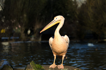 Image showing rare Spot-billed pelican, Pelecanus philippensisin