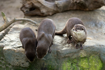 Image showing European otter (Lutra lutra)