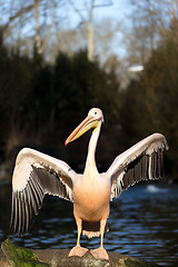 Image showing rare Spot-billed pelican, Pelecanus philippensisin