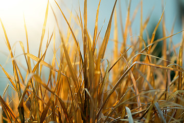 Image showing very nice autumn reed