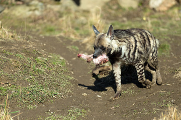 Image showing Striped hyena (Hyaena hyaena)