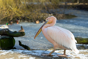 Image showing rare Spot-billed pelican, Pelecanus philippensisin