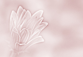 Image showing pink paper daisy