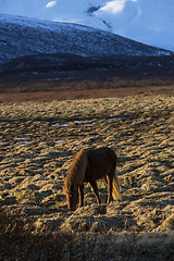 Image showing Icelandic horse in front of mountain landscape