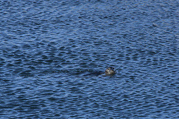 Image showing Seal in the Ocean