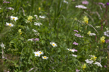 Image showing Wildflower meadow