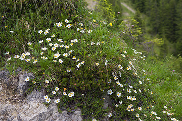 Image showing Flowers in the Bavarian Alps