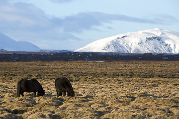 Image showing Portrait of a herd of Icelandic horses