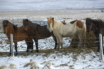 Image showing Herd of Icelandic horses in wintertime