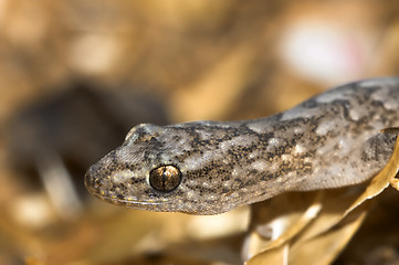 Image showing marbled gecko