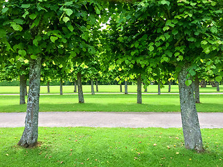 Image showing Alley of linden trees in the summer park