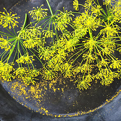 Image showing Fresh dill flowers on dark metal background