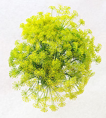 Image showing Bouquet of fresh blooming dill on white background