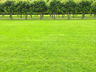 Image showing Park with green lawn and linden trees