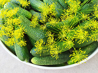 Image showing Close-up of fresh green cucumbers and dill