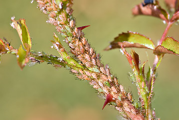 Image showing aphids on rose branch