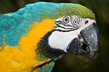 Image showing macaw