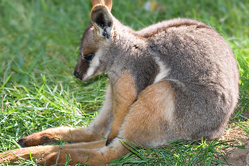 Image showing yellow footed rock wallaby