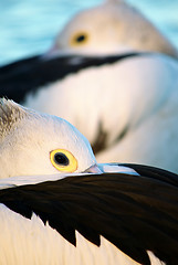 Image showing pelican abstract