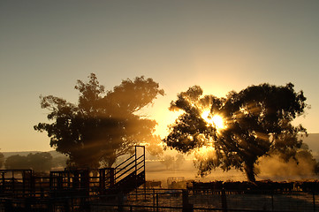 Image showing catlle in the morning