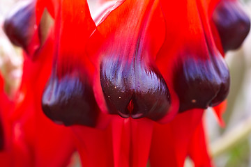 Image showing sturts desert pea