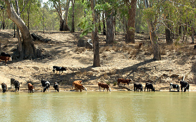 Image showing cows at the river