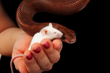 Image showing rainbow boa snake and his friend mouse