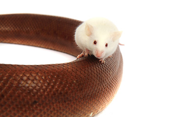 Image showing rainbow boa snake and his friend mouse