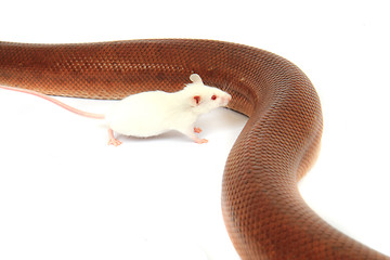 Image showing rainbow boa snake and his friend mouse