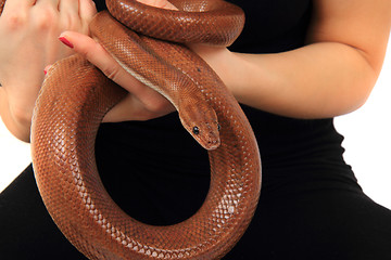 Image showing rainbow boa snake and human hands