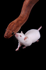 Image showing rainbow boa snake and his friend mouse