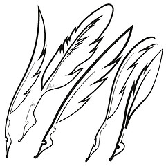 Image showing Set of Different Feathers