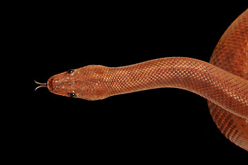 Image showing rainbow boa snake