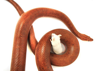 Image showing rainbow boa snake and his friend mouse