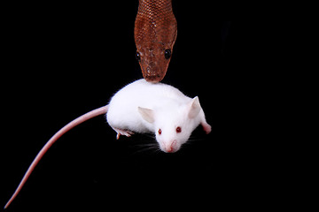 Image showing rainbow boa snake and his friend mouse