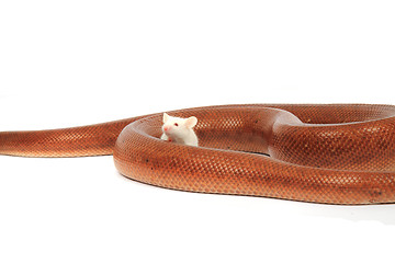 Image showing rainbow boa snake and his friend mouse