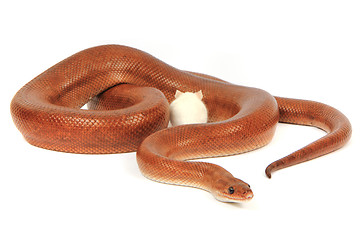 Image showing rainbow boa snake and his friend mouse