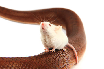 Image showing rainbow boa snake and his friend mouse