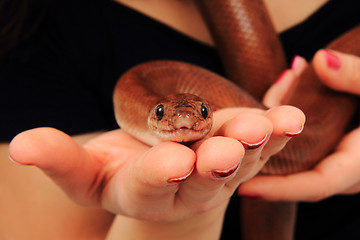 Image showing rainbow boa snake and human hands