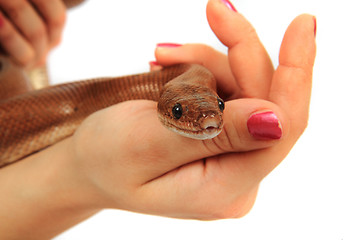 Image showing rainbow boa snake and human hands