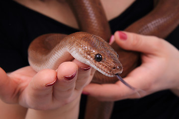 Image showing rainbow boa snake and human hands